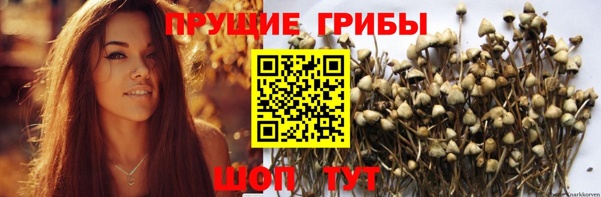 Галлюциногенные грибы Psilocybine cubensis Ялта